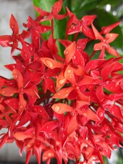 Red Ixora Blooms Ixora Flowers