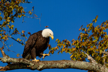 Bald Eagle