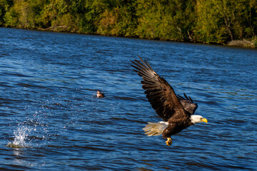 Bald Eagle