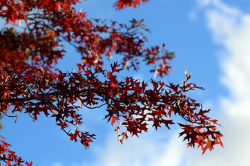 red autumn leaves