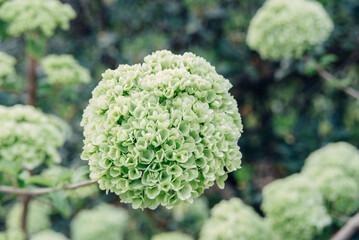 fresh blooming green and white flowers ball buds viburnum Buldenezh close-up on tree branches background, horizontal outdoors stock photo image photography wallpaper