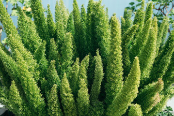 Asparagus densiflorus, asparagus fern, plume asparagus or foxtail fern green stems close-up, horizontal outdoors summer tropical floral and botanical stock photo image photography wallpaper