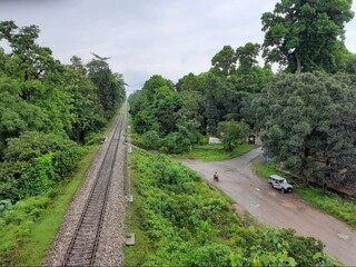Railway tracks through a jungle
