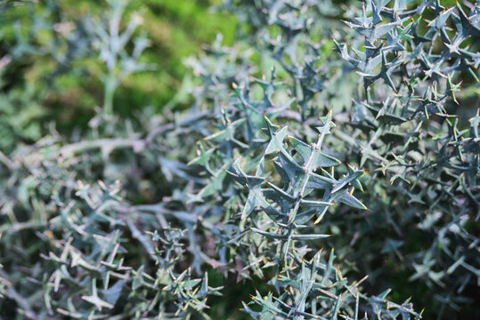 prickly leaves on thorny branches of colletia paradoxa or thorn of the cross tree branches close-up, horizontal outdoors summer floral and botanical stock photo image photography background