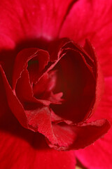 Dianthus red flower blossom close up family caryophyllaceae modern background high quality prints