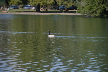 Cisne de cuello negro en los Lagos de Palermo