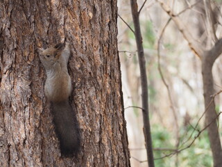 北海道に生息している可愛いエゾリス