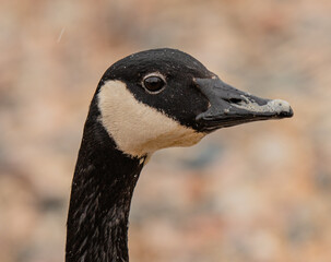 Obraz premium portrait of a goose