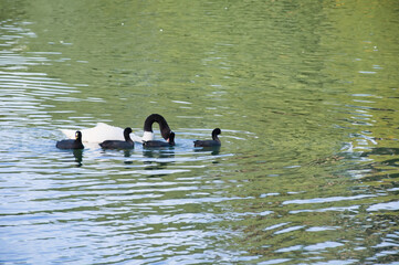 Cisne de cuello negro en los Lagos de Palermo