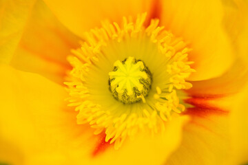 yellow flower close-up, abstract background.corn poppy