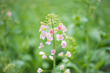 colourful pink rape seed flowers in field springtime