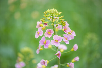 colourful pink rape seed flowers in field springtime