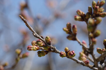 桜の蕾（ソメイヨシノ）