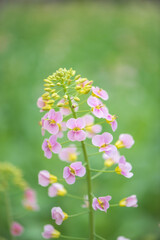 colourful pink rape seed flowers in field springtime