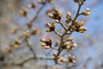 桜の蕾（ソメイヨシノ）