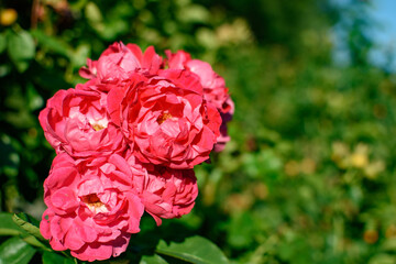 Columbus Park of Roses