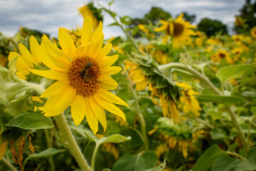 sunflowers