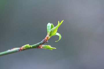  plant bud in spring,green sprout growing