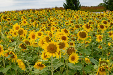 sunflowers