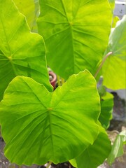 Green plant leaves foliage close-up
