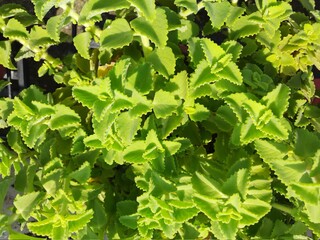 Ajwain (ajowan) plant foliage close-up