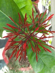 Beautiful Red Ixora Flower blooms