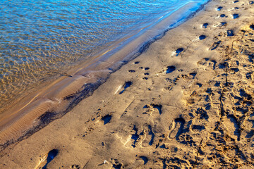 Animals and people footprints on the sandy shore . Sandy Water's edge 