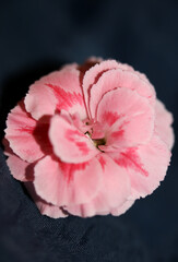 Pink flower blossom macro shoot Dianthus caryophyllus L. family caryophyllaceae modern background...