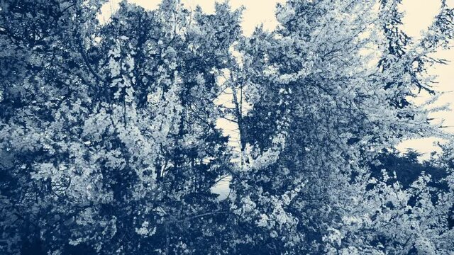 Flowering branches in foreground, dark trees in background. Beautiful looped animation in dark bluish and yellowish vintage colors.