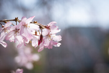 ピンク色のしだれ桜、花びらのクローズアップ