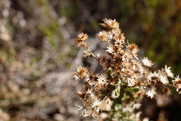 Tan glabrous pappiferous achene fruit of Sawtooth Goldenbush, Hazardia Squarrosa, Asteraceae, native monoclinous subshrub in Topanga State Park, Santa Monica Mountains, Transverse Ranges, Winter.