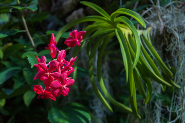 Purple orchids growing from hanging basket
