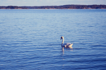A swan against the blue water with horizon on the background.