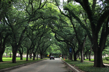 Fototapeta premium Green trees on a road with beautiful branches.