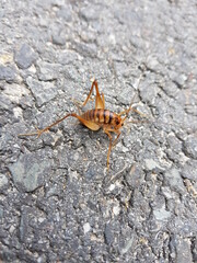 beatle