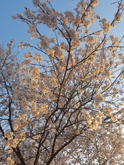 Sakura