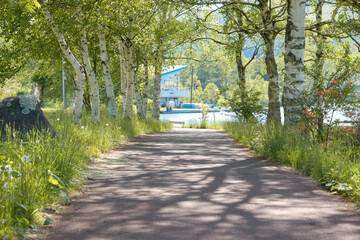 初夏の白樺高原　信州　長野県