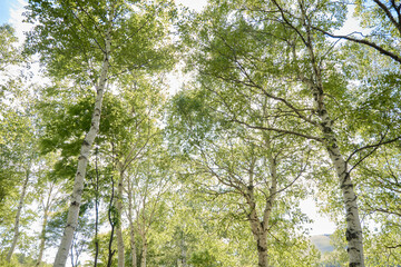 初夏の白樺高原　信州　長野県
