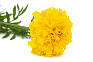 Yellow flower of marigold (lat. Tagetes), isolated on white background