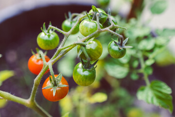 close-up of tomato plant outdoor in sunny vegetable garden