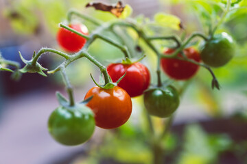close-up of tomato plant outdoor in sunny vegetable garden