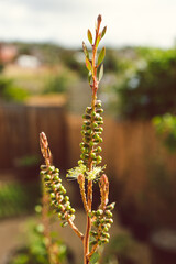 native Australian yellow callistemon bottle brush plant outdoor in sunny backyard