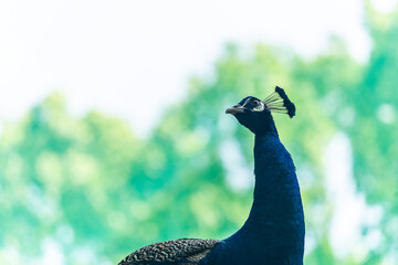 Peacock - peafowl with open tail, beautiful representative exemplar of male peacock in great...