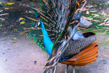 Peacock - peafowl with open tail, beautiful representative exemplar of male peacock in great...