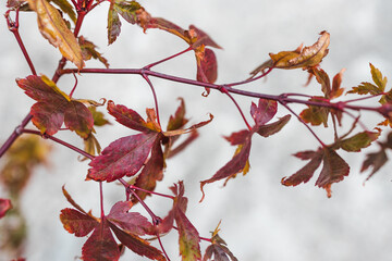 close-up of red japanese maple plant branch outdoor in sunny backyard leaning over concrete patio flooring