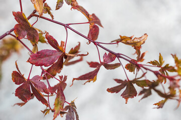 close-up of red japanese maple plant branch outdoor in sunny backyard leaning over concrete patio flooring