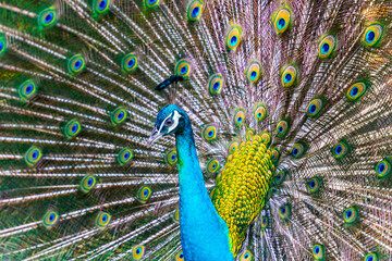 Peacock - peafowl with open tail, beautiful representative exemplar of male peacock in great...