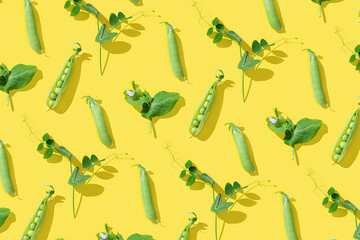 Fresh sweet green peas and opened pod pea, healthy vegetable food on bright yellow background