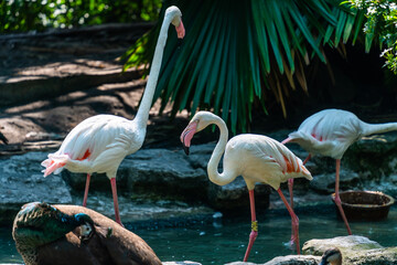 Greater Flamingo, Phoenicopterus ruber, beautiful pink big bird in dark water, with evening light in Vietnam