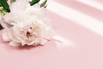 White peony flower and sunlight on pink background with copy space. Summer blossoming delicate peony